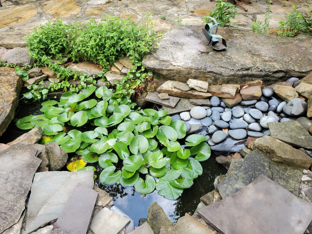Lily pads in a koi pond