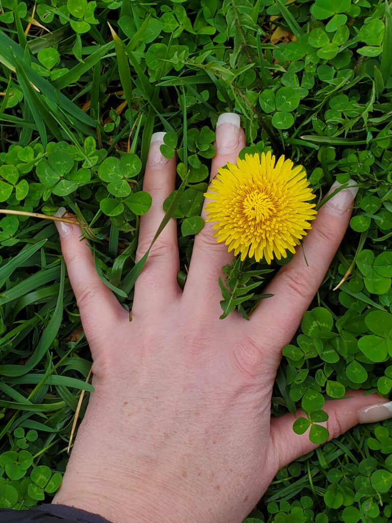Large Dandelion with hand for scale