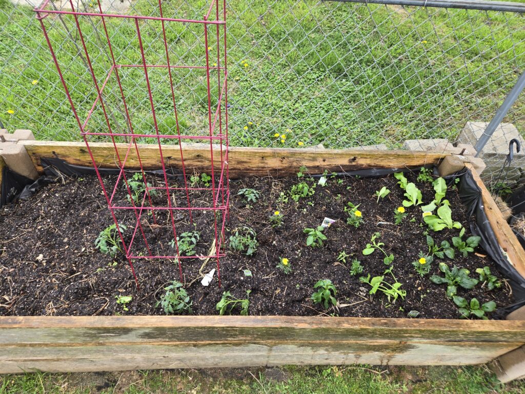 garden bed with sprouts  