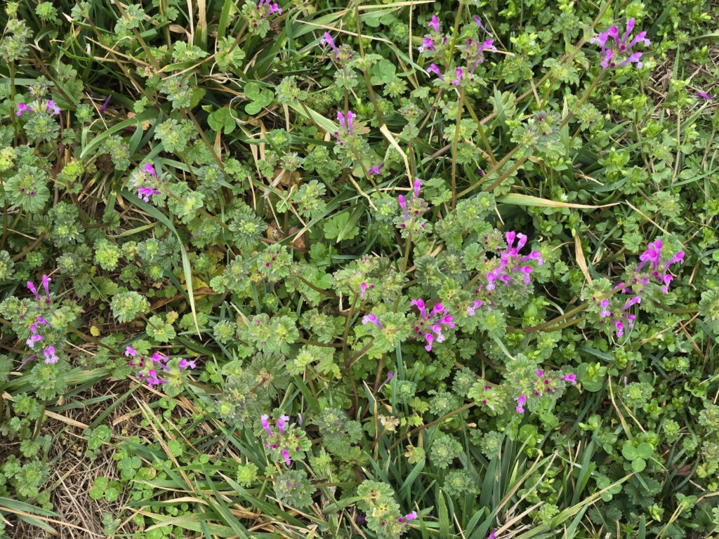 Purple wildflowers in a lawn