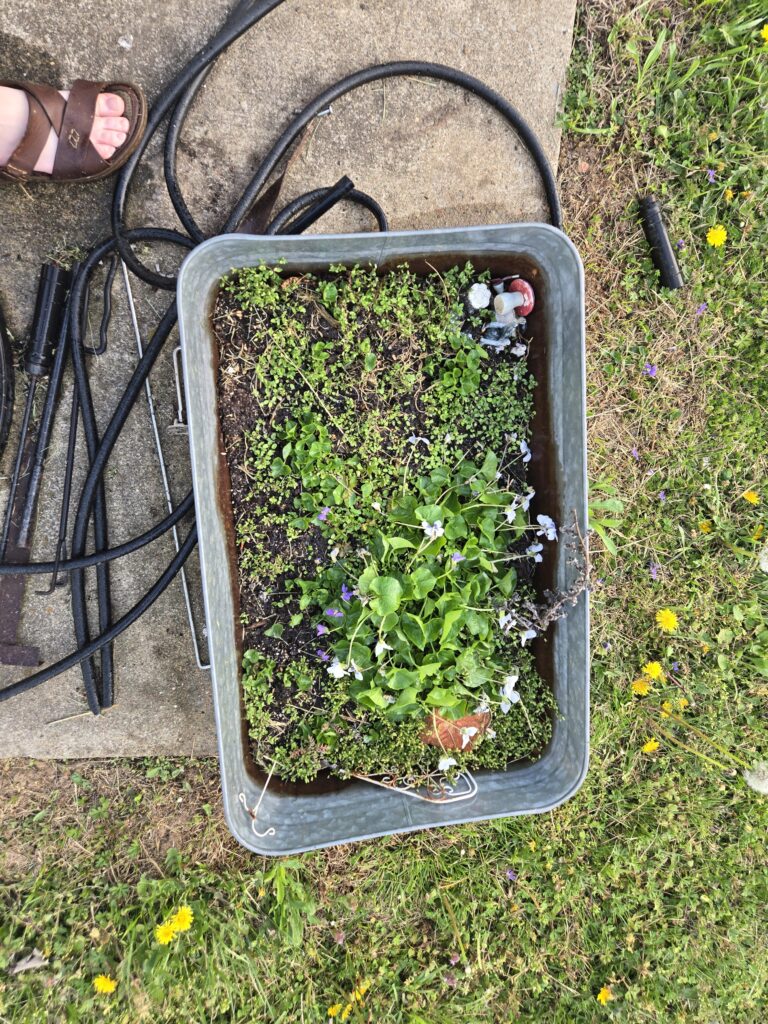 Metal raised garden bed with violets