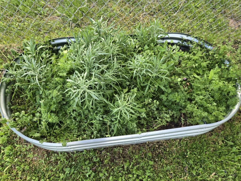 metal garden bed with greens 