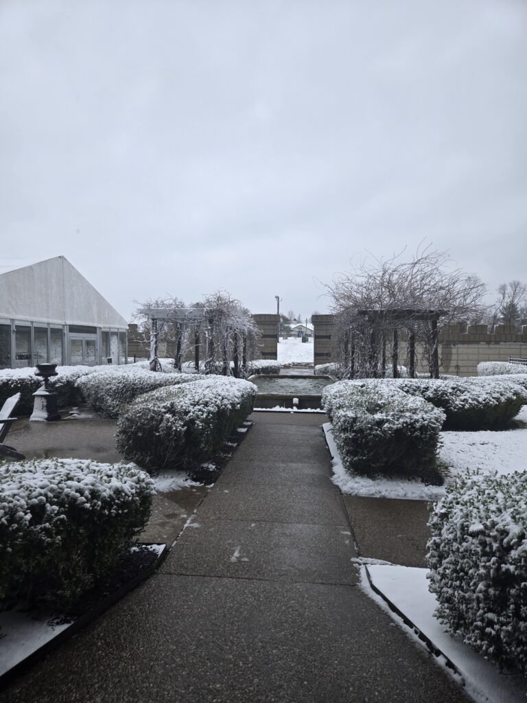 Snow on bushes and grounds