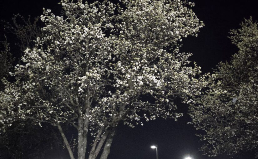 Garden season blooms in Montgomery County